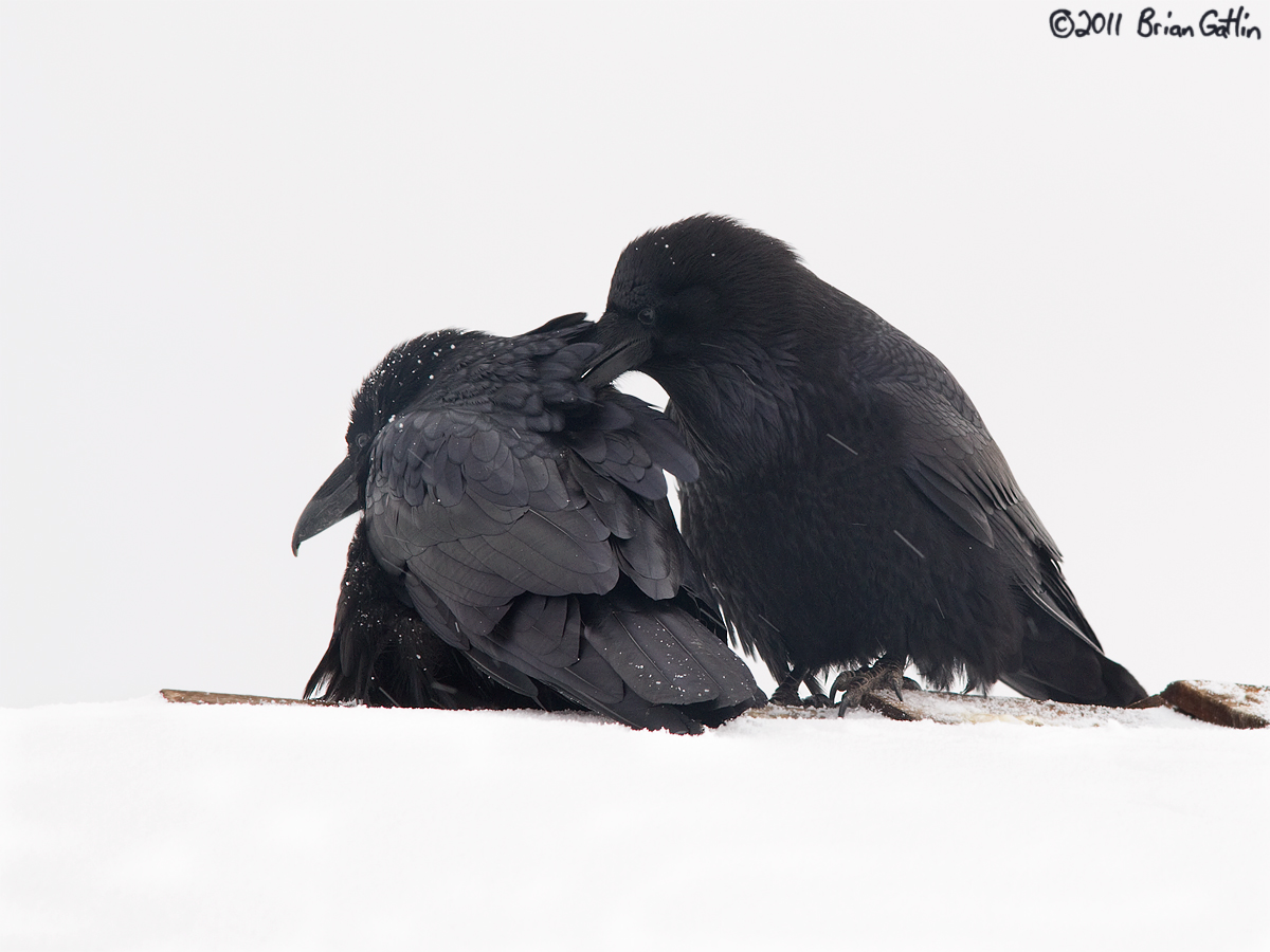 Ravens-Caring inThe Cold