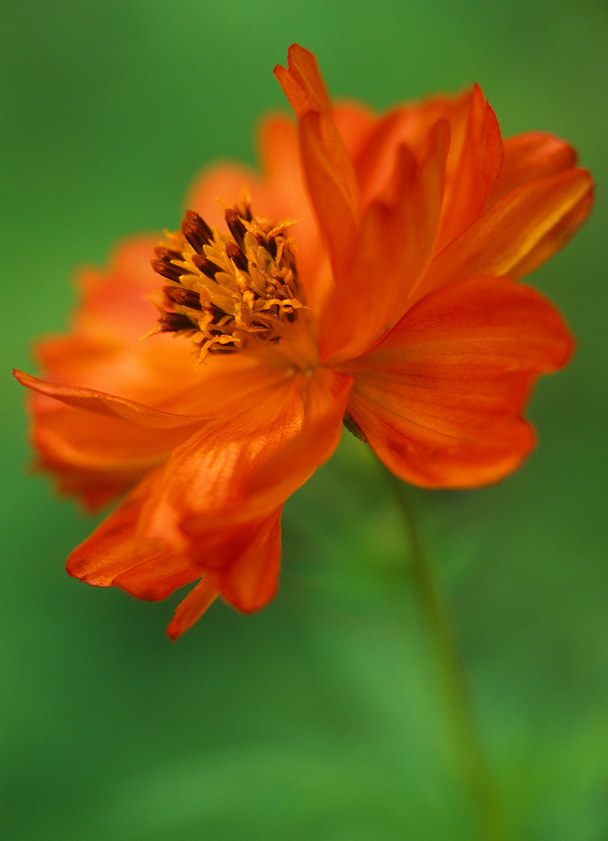 Zinnia 