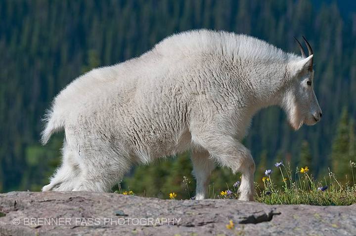 King of the Mountain