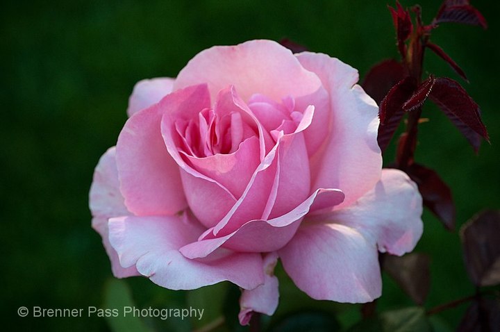 The Billy Graham Rose