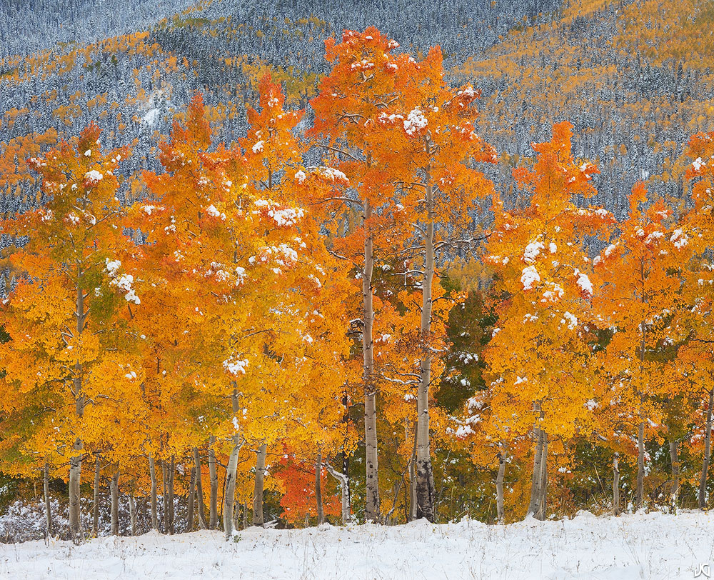 Silver Jack Snow