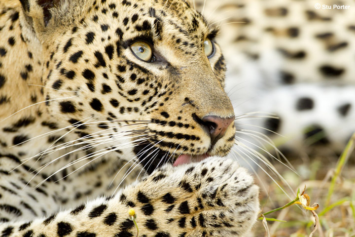 Leopard grooming