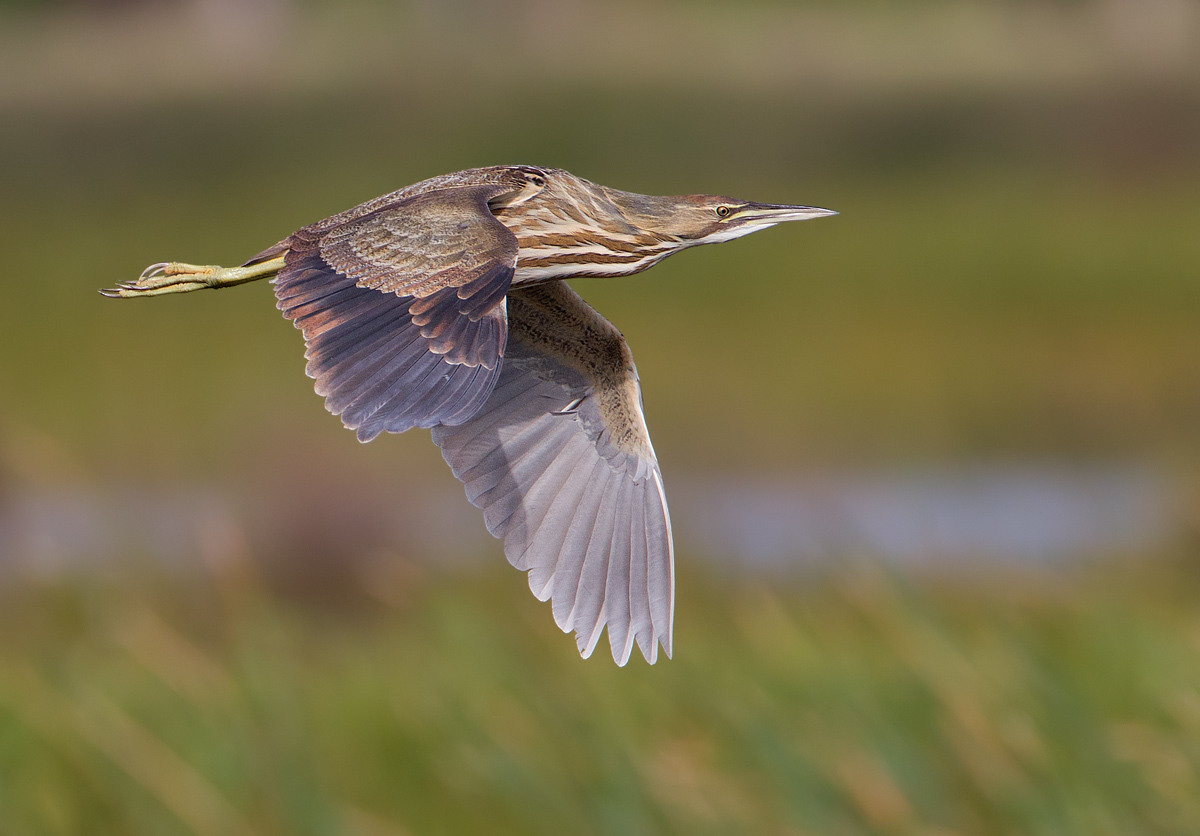 American Bittern