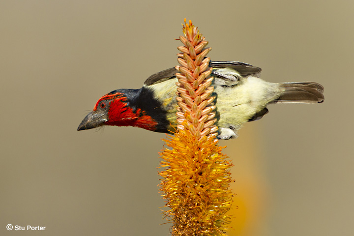 Black Collared Barbet