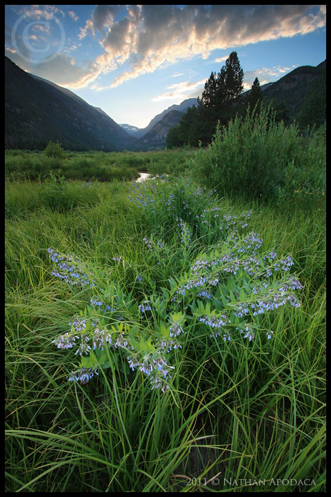 Rocky Mountain Summer