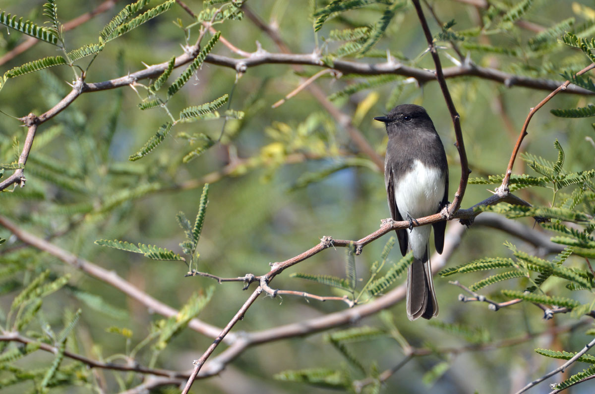 Black Phoebe