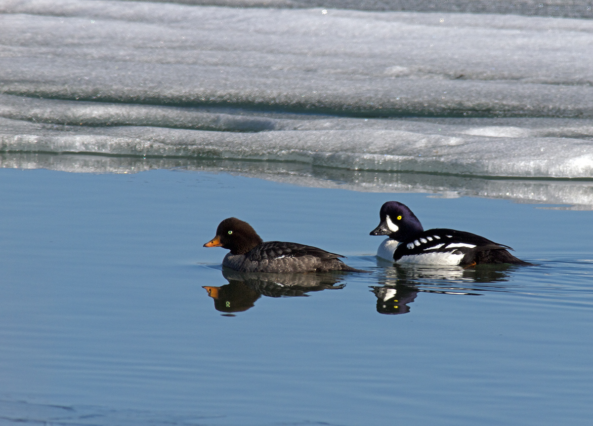 Barrow's Goldeneye