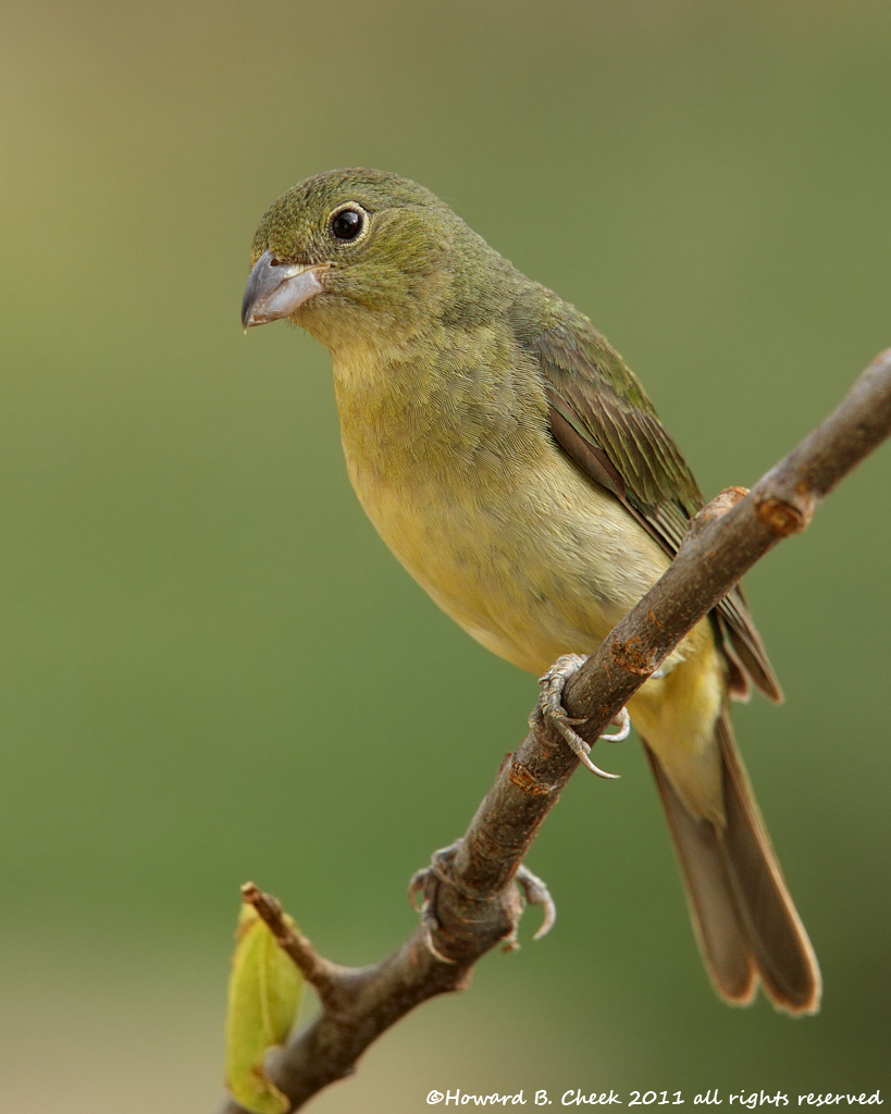 Painted Bunting (female)
