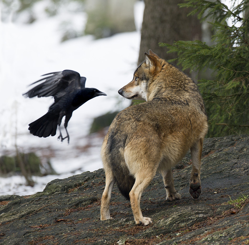 WC#513 TheCrow&theWolf