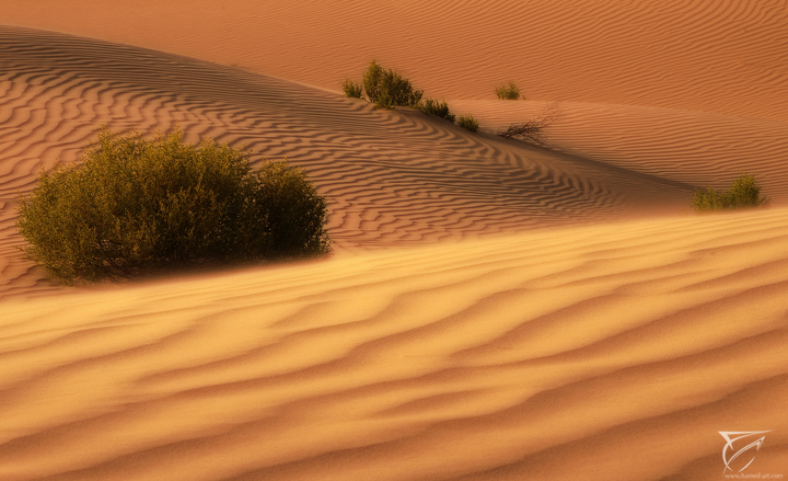 Something from Desert