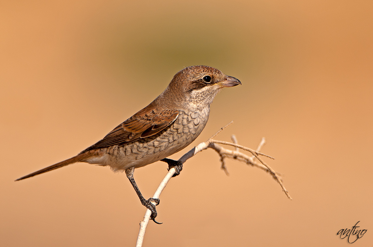 Red-backed Shrike juv