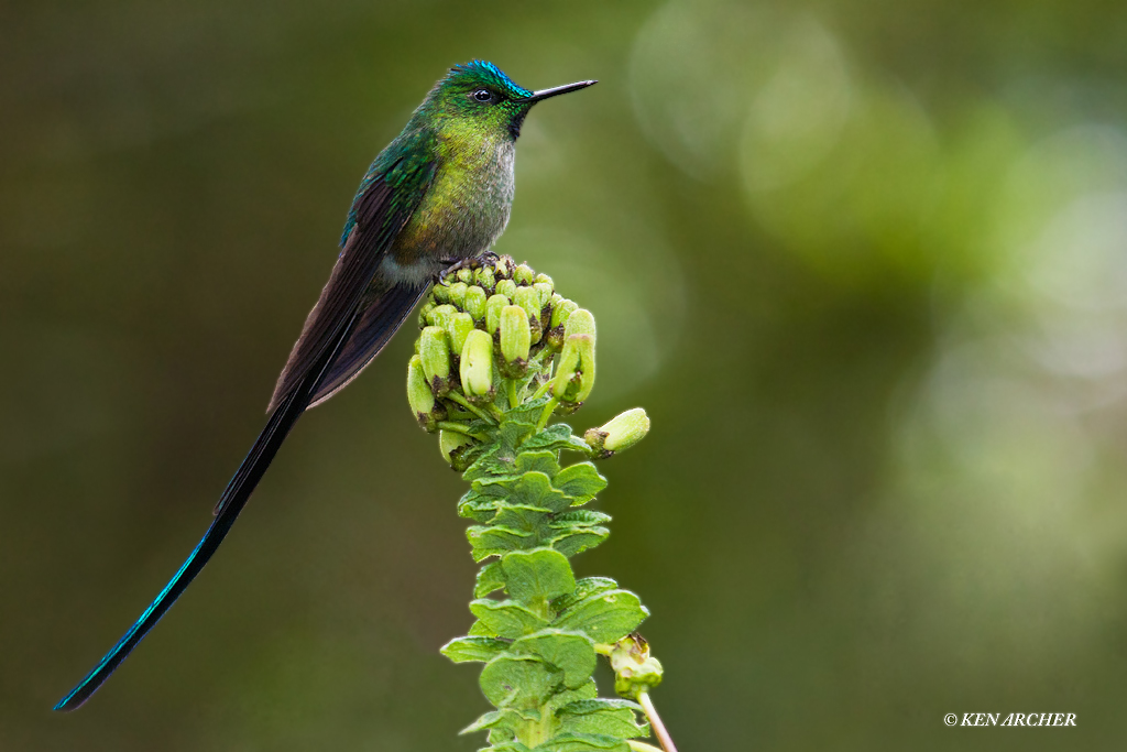 Violet-tailed Stylth