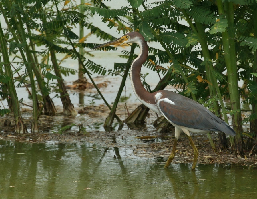 Tri Colored Heron