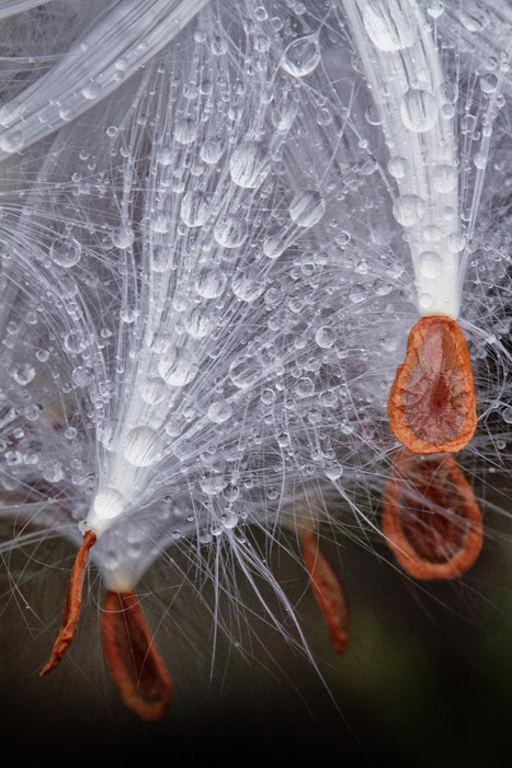 milkweed seed