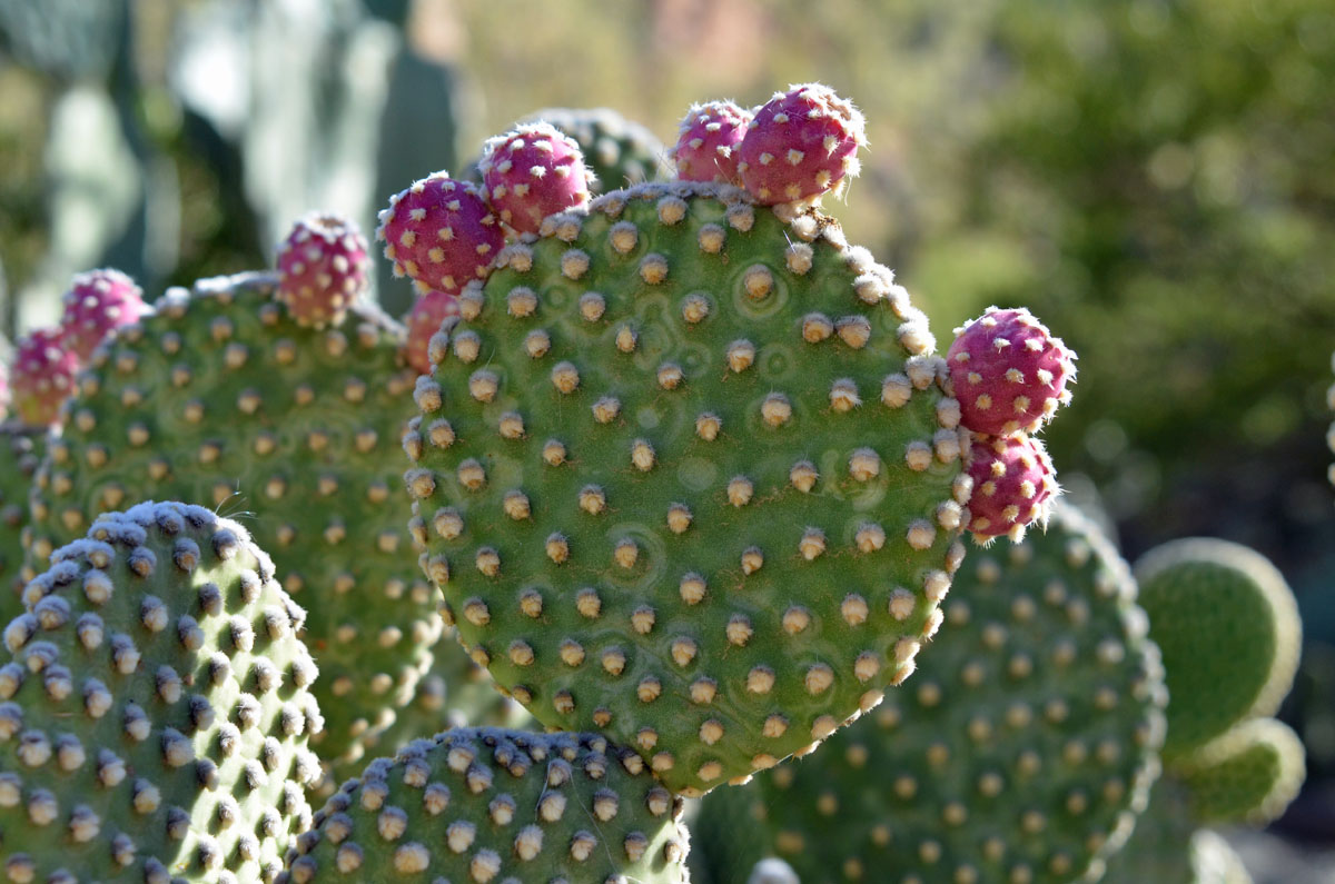 Cegador (Prickly Pear)