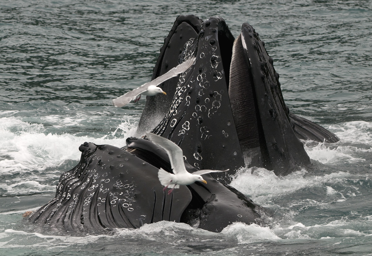  Whales Bubble Feeding