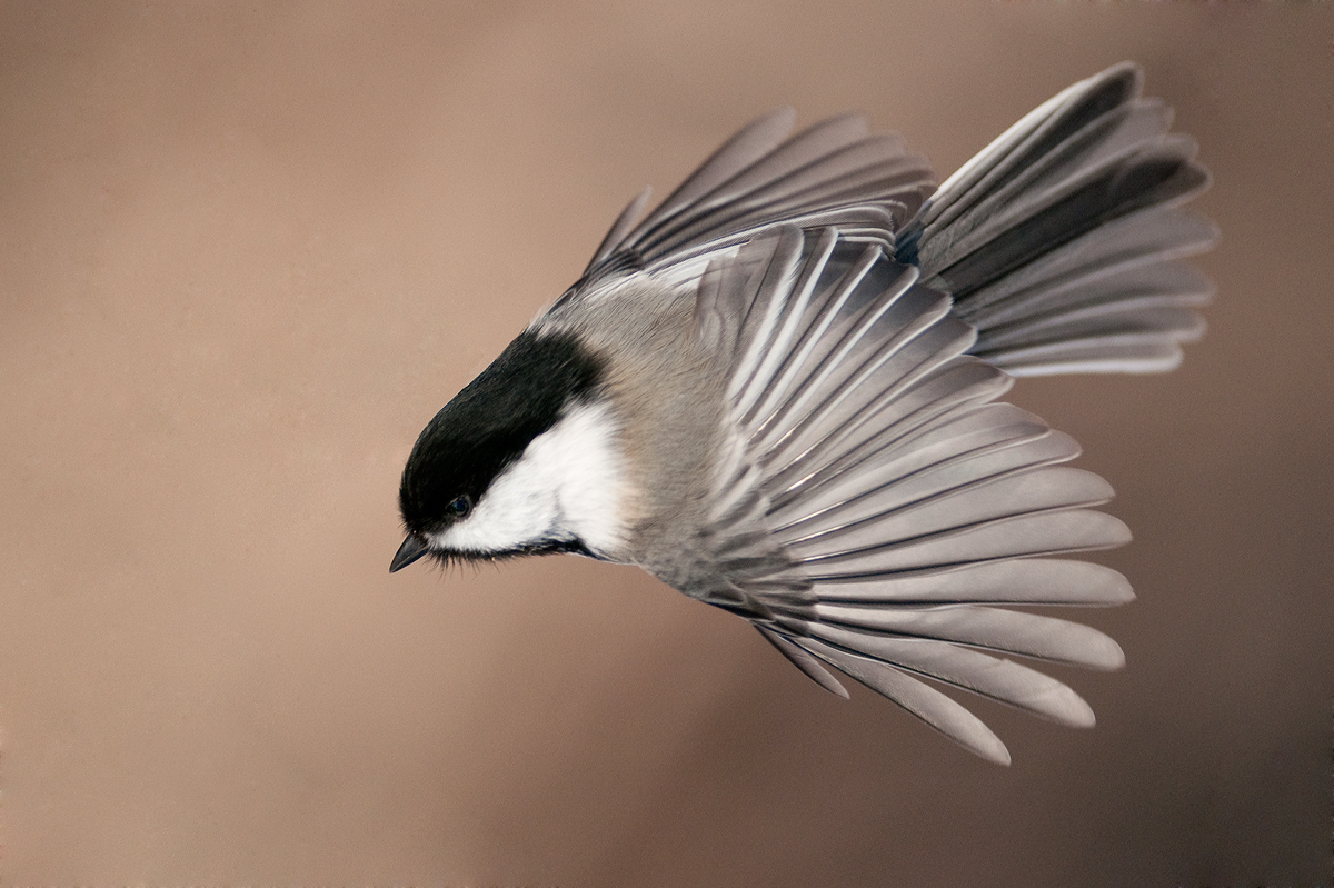 Just a Black Cap