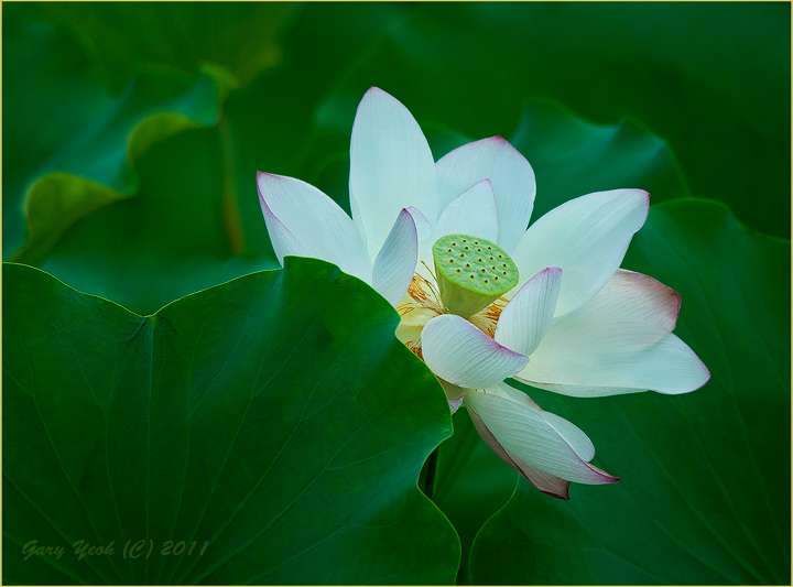 Lotus