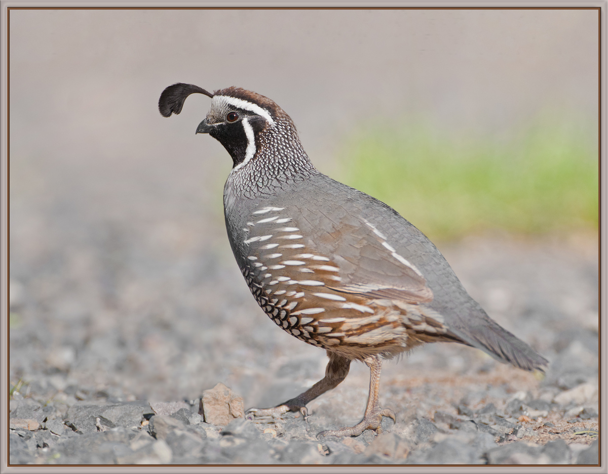 California Quail 