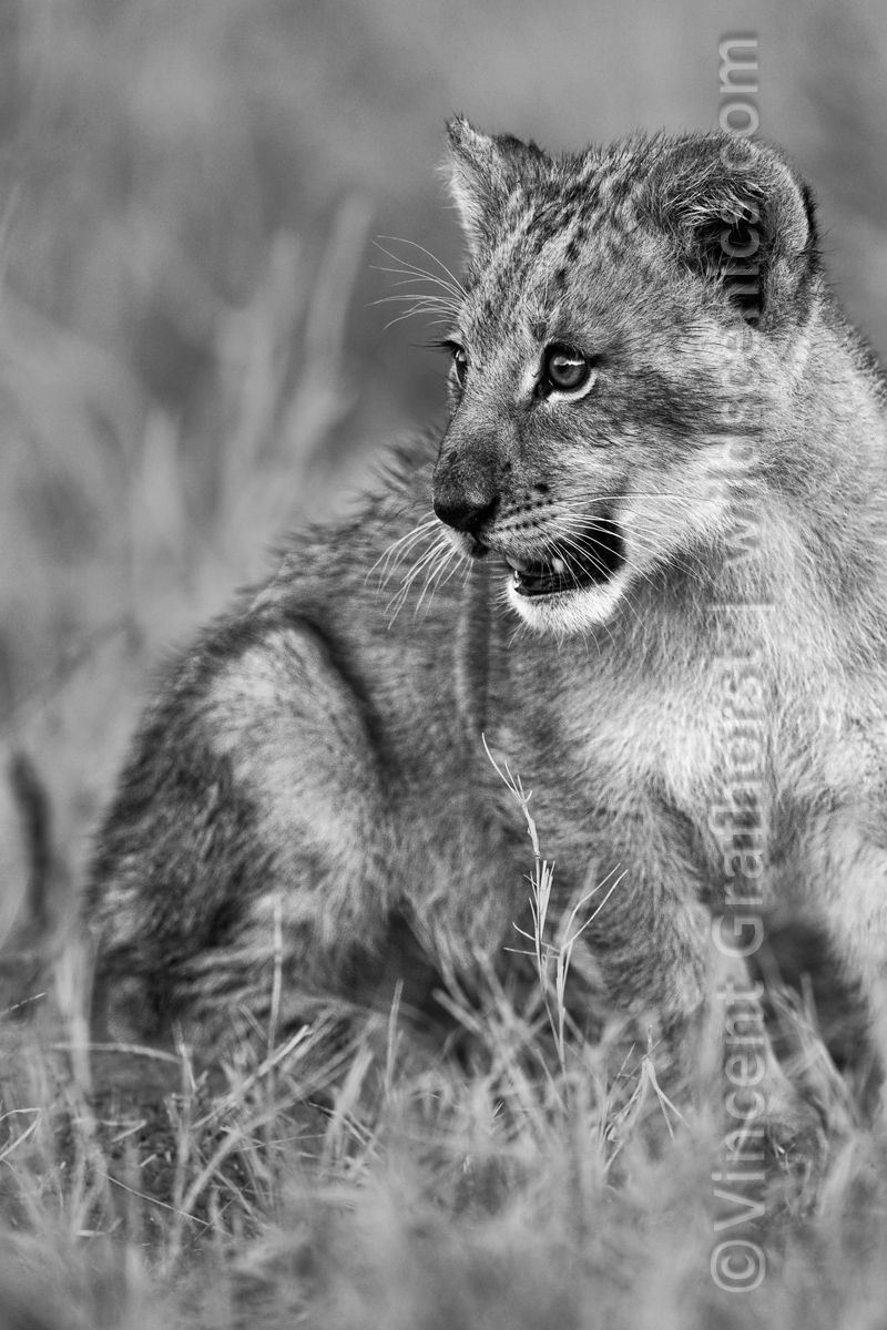 B&W Cub