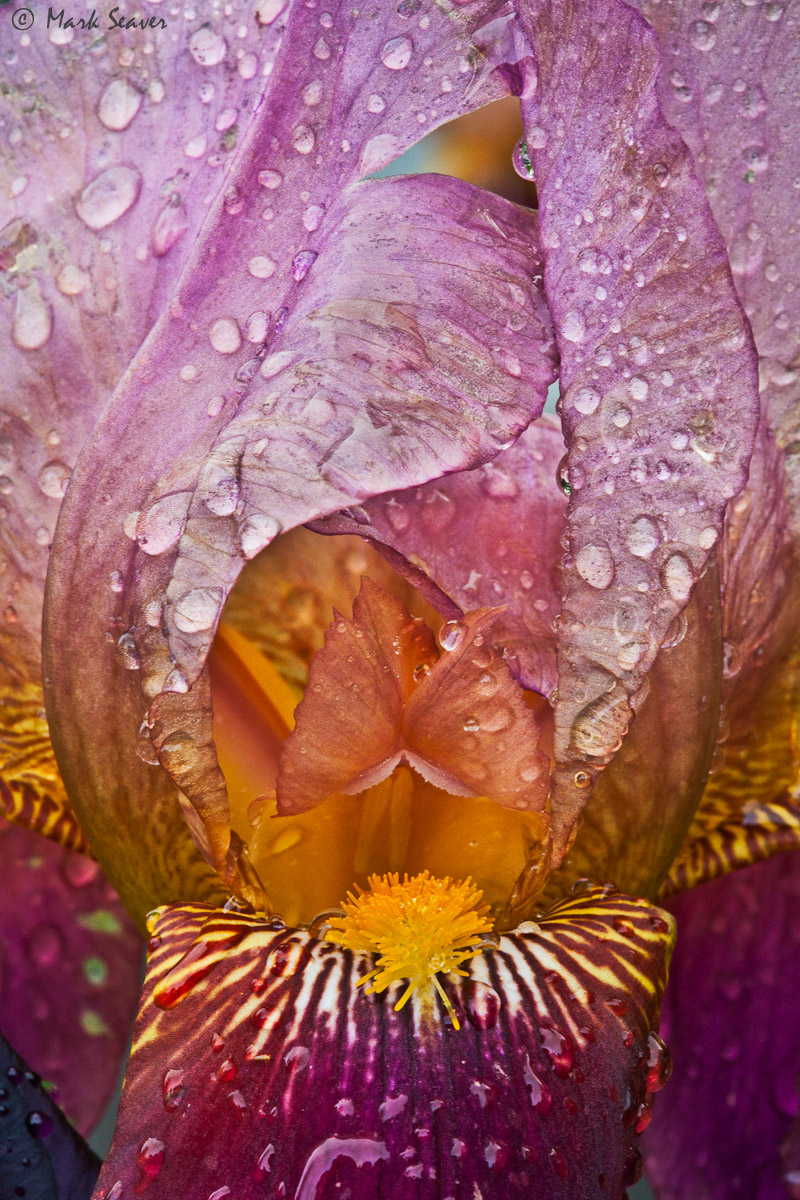 Iris & Raindrops #1 rpt