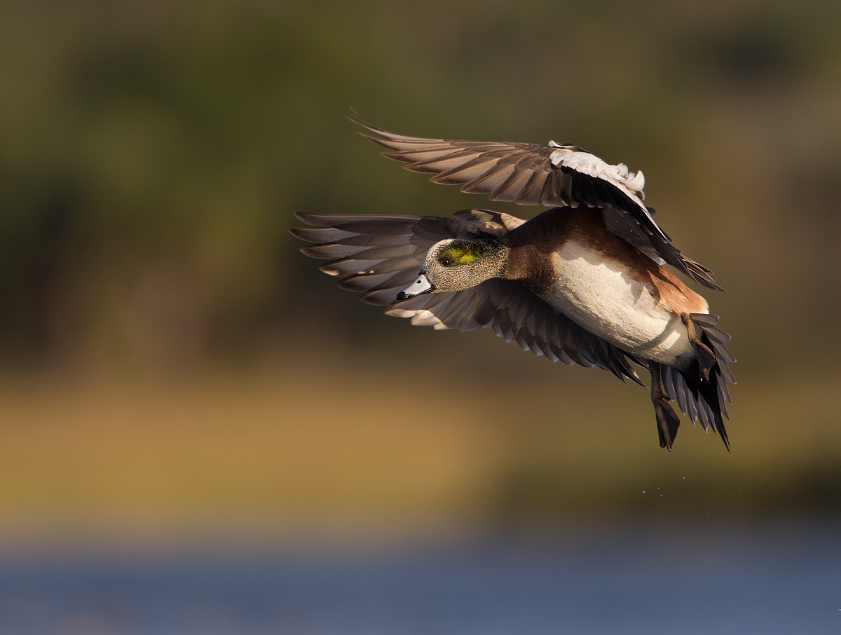 American Wigeon