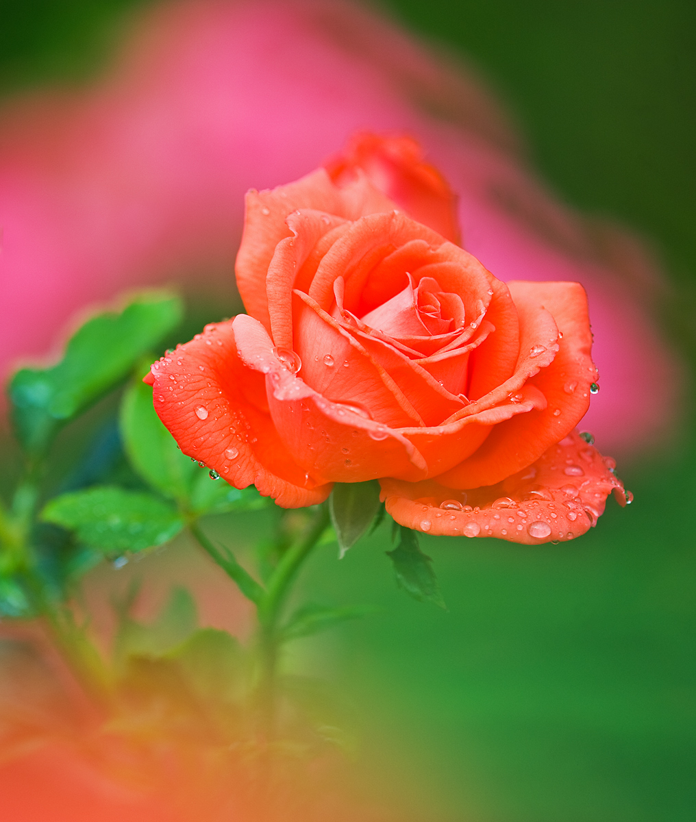 Rose Sherbet