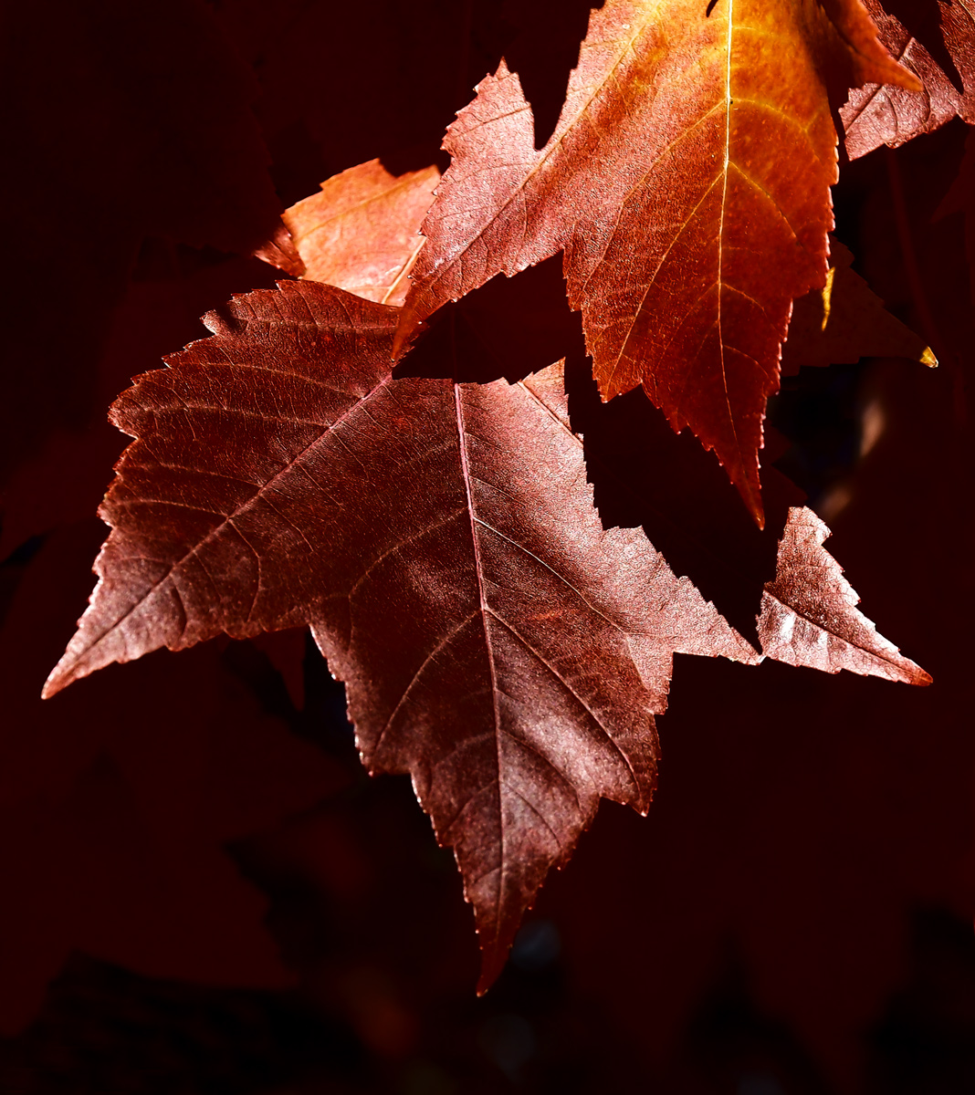 Leaves