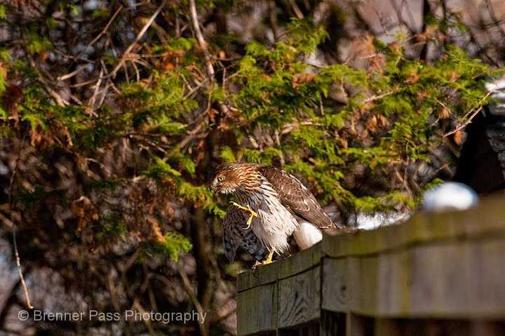 Cooper's Hawk -Repost