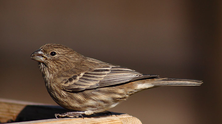 house finch