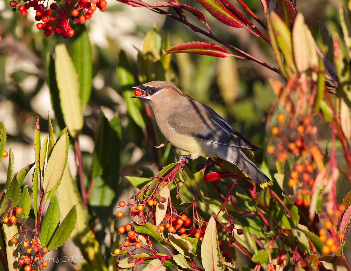 Cedar Waxwing - at last