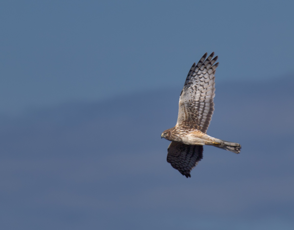 Northern Harrier