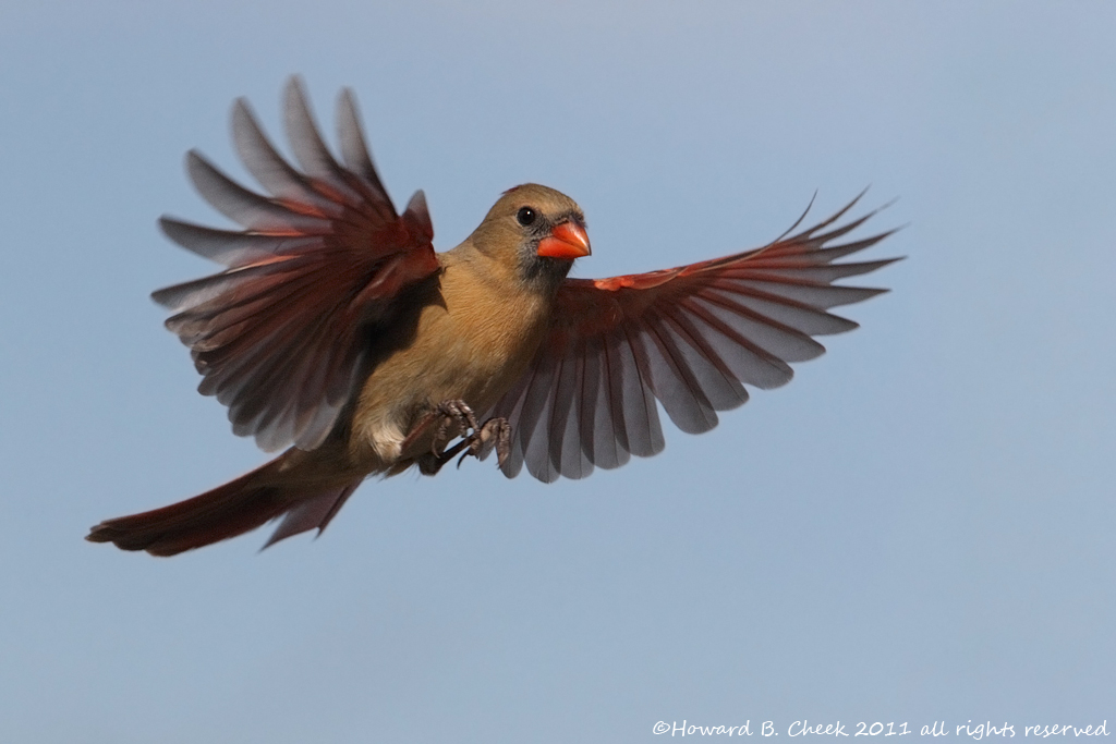 With Open Wings