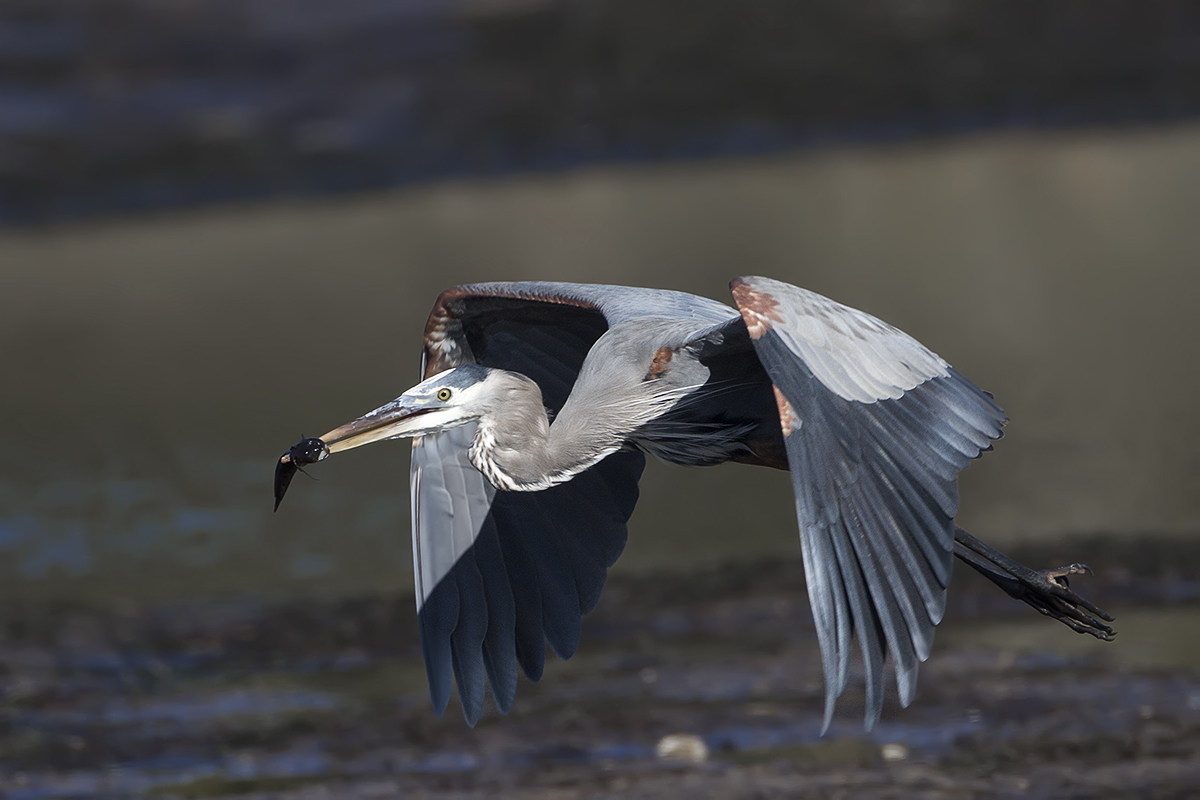 GBH