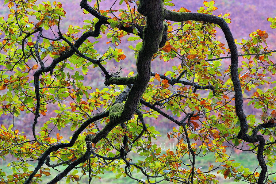 Under the Oak + repost