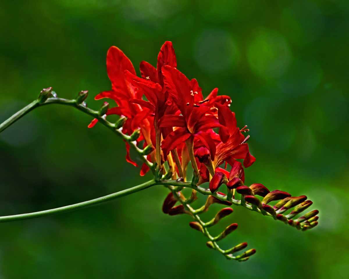 Crocosmia Repost