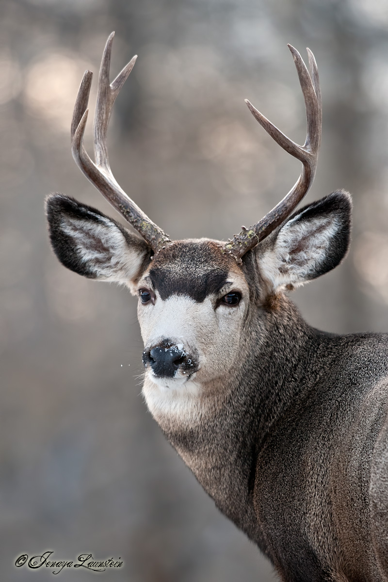 Waterton Mulie