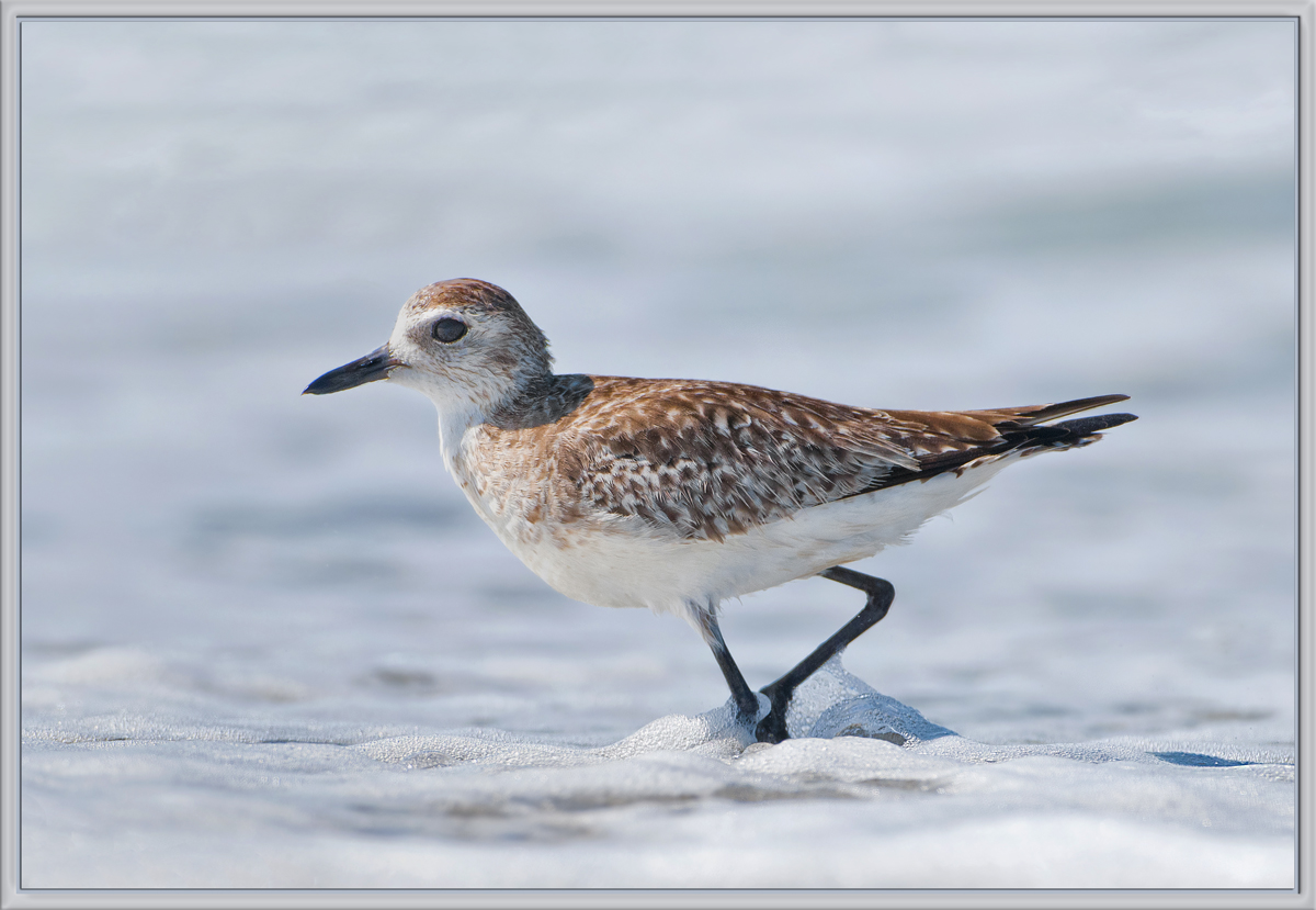 BB Plover in Surf