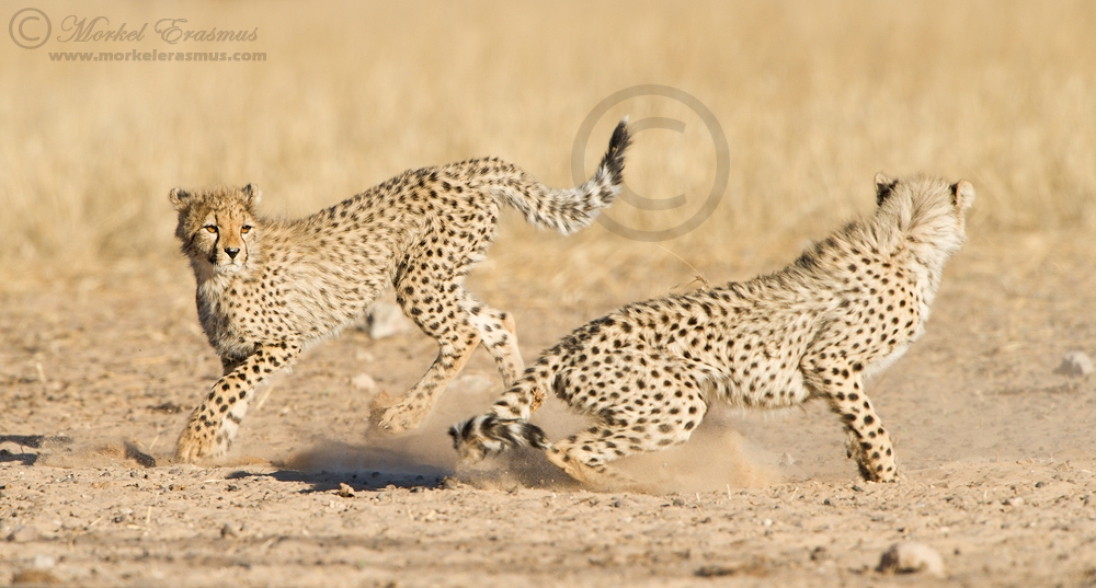 Cheetah Rumble