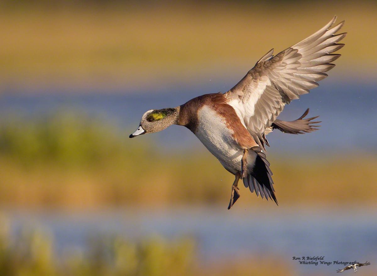 American Wigeon
