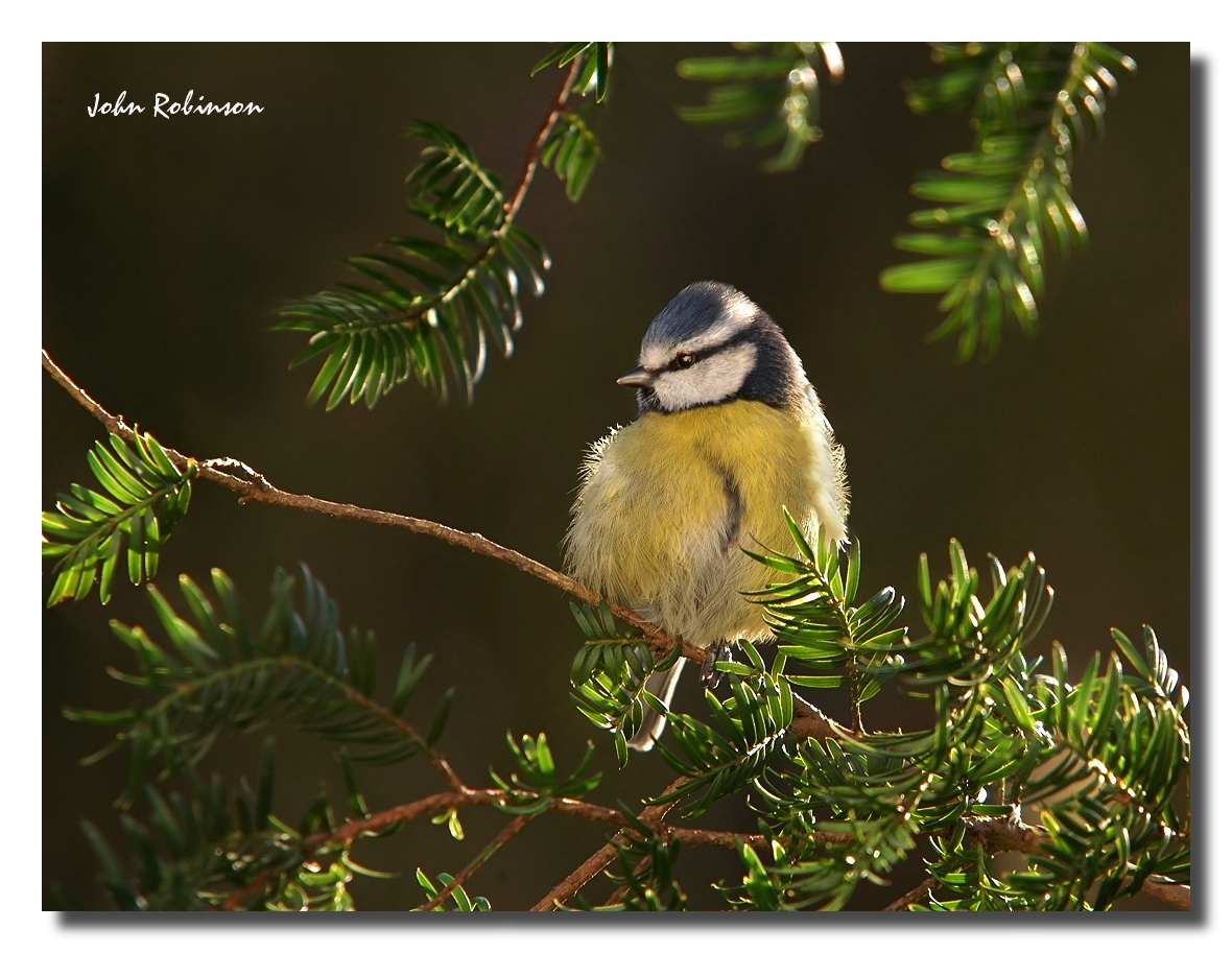 Backlit Tit