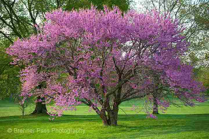 Red Bud in Spring - Repost