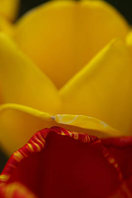 Yellow and Red