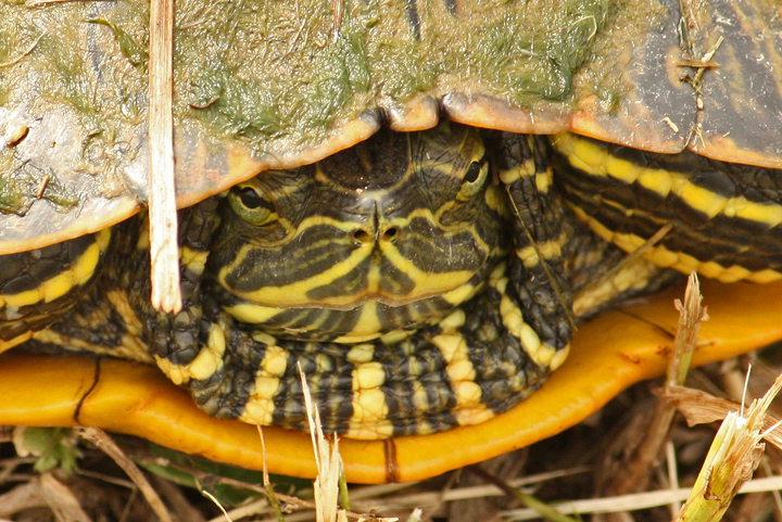 Turtle 