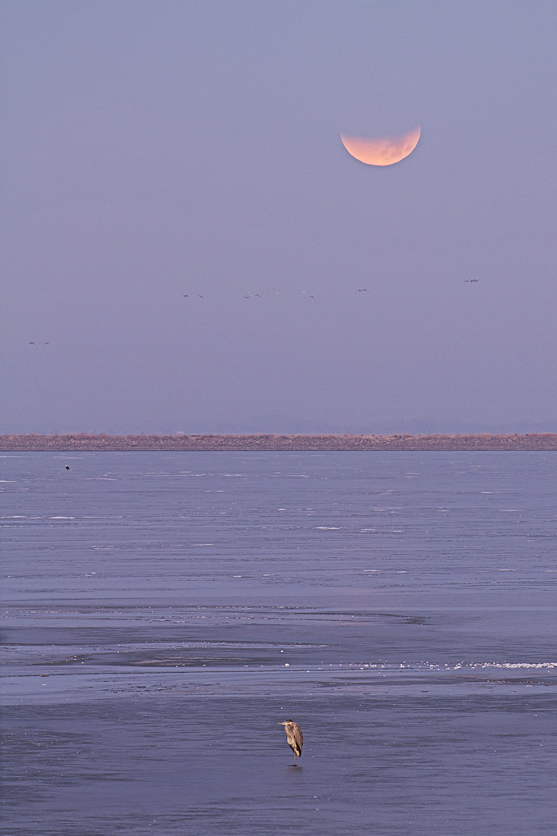 Eclipse Heron