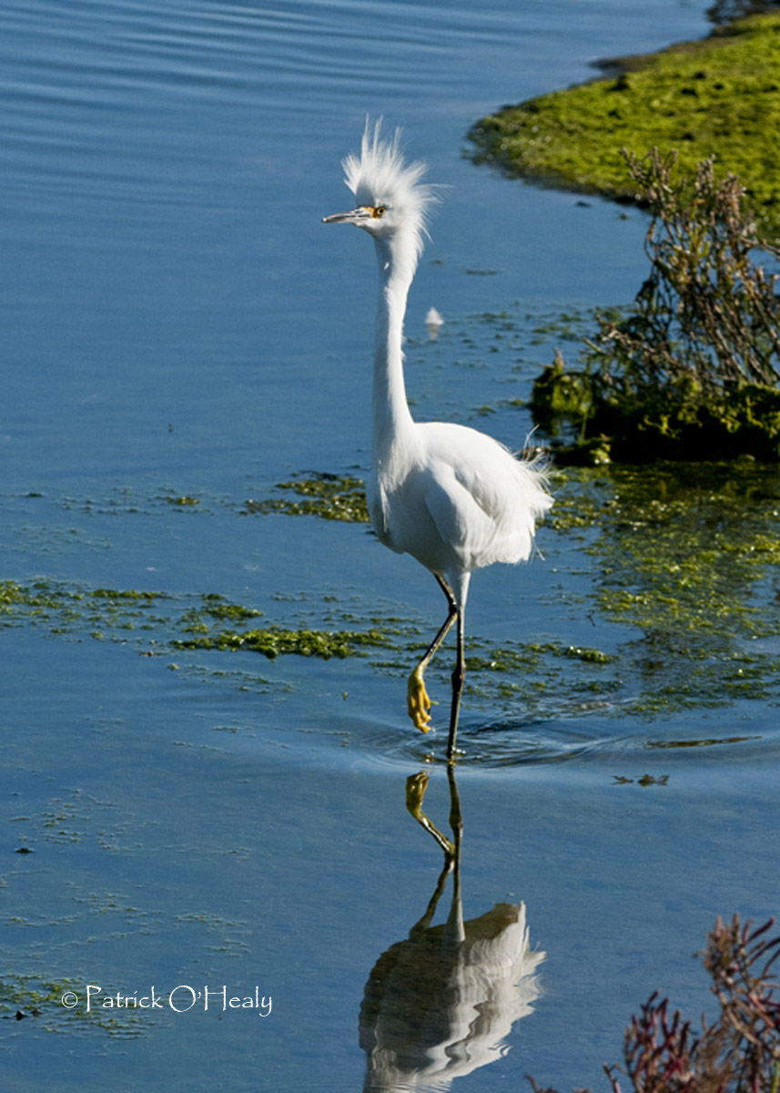 Snowy Egret Punk Rocker