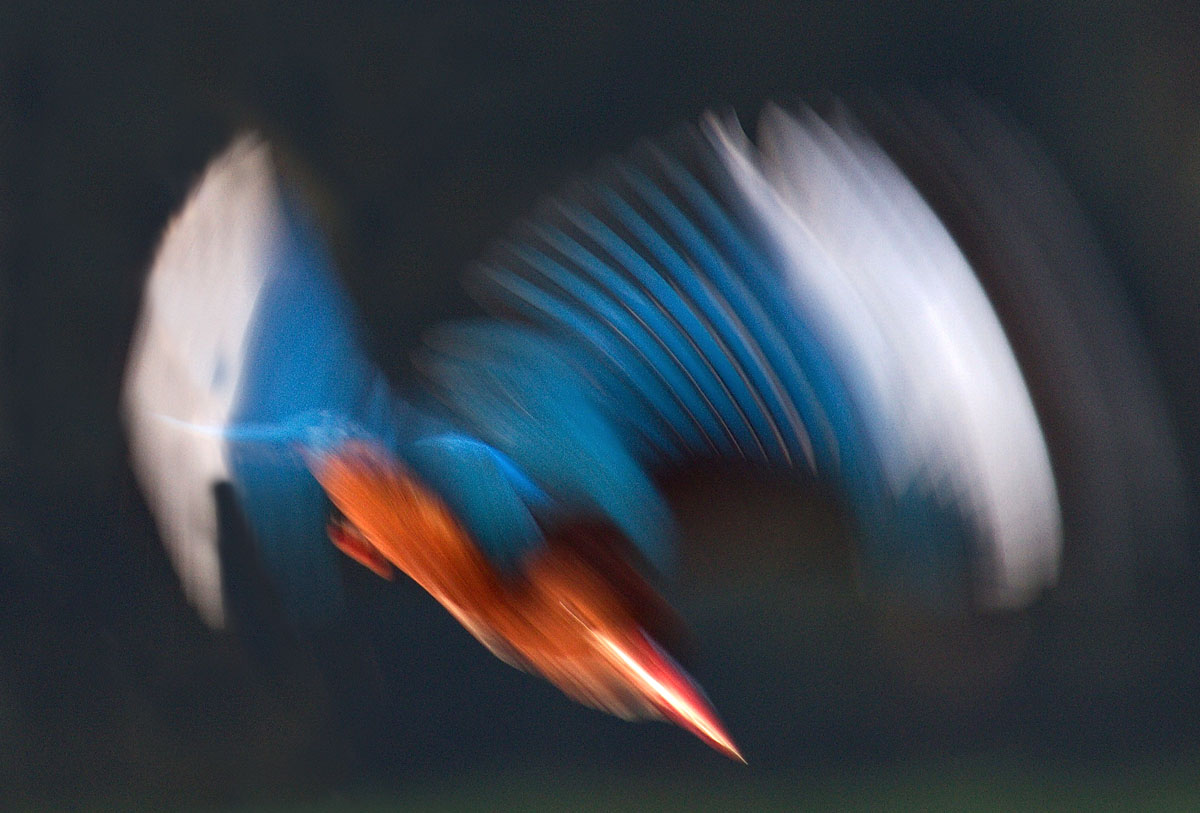 bullet bird