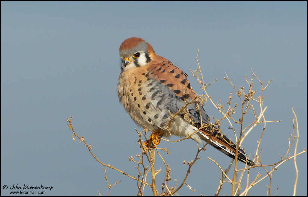 Kestrel