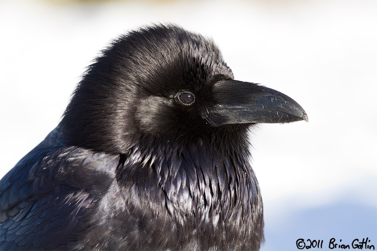 Raven portrait