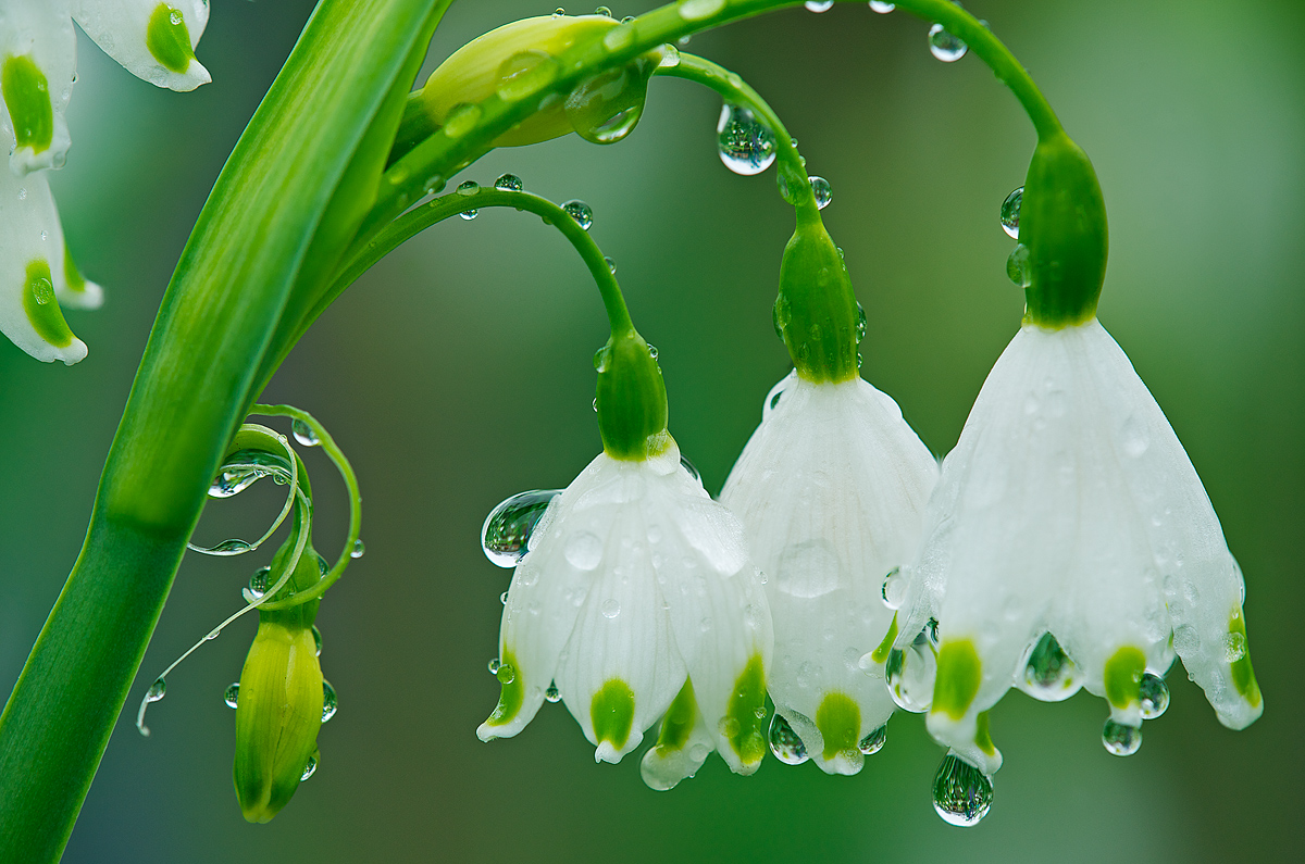 Snowdrops and Raindrops